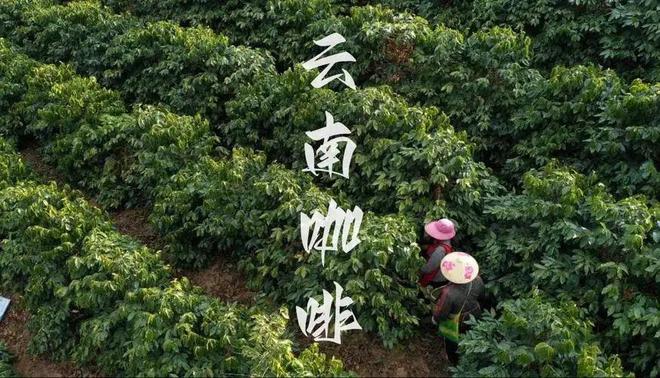 彩云之南的馥郁传奇麻将胡了云南咖啡：(图17)